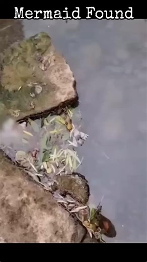 Amazing footage of Mermaid skeleton found by a fisherman #mermaid #bones #skeleton #strange #unusual #interesting #bizarre #water #found #FYP