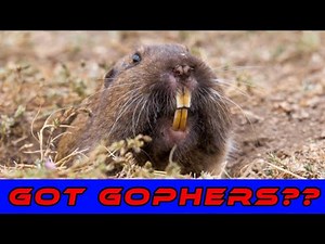 Do you have gophers or moles? Find out in this video!