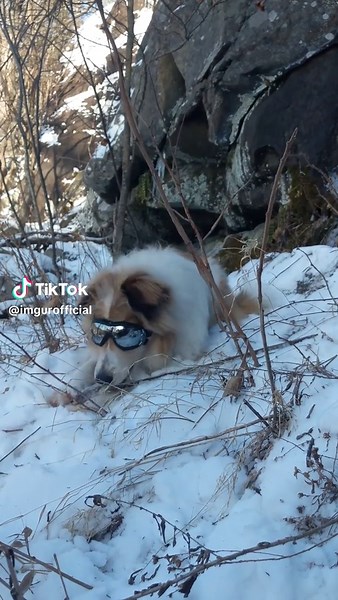 Who knew stick chewing could be so soothing? Imgurian munchyman12345 and their dog paw-sed while hiking to appreciate the snowy scenery and have a sticky snack! #imgur #pets #dogs