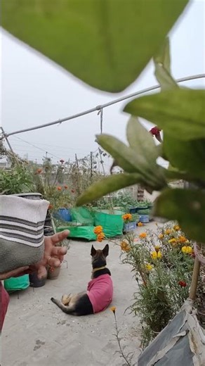 purani cap ka use garden mein kaise karen #priti terrace garden 🙏🏡