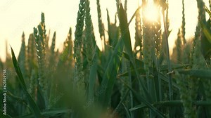 Green high yield wheat field at evening, golden sunlight on wheat field. Work in agronomic farm for making business and production organic eco bio food