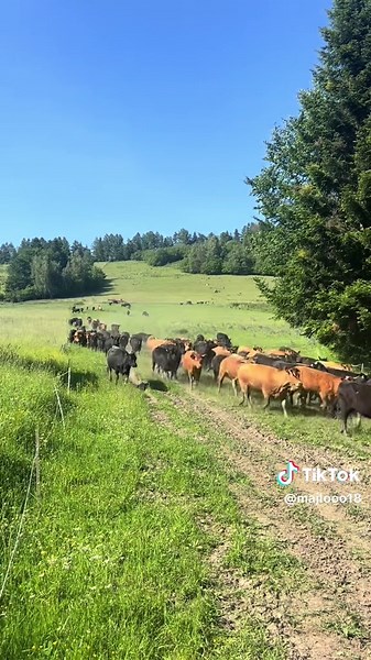 🙄 #viev #bieszczady #cattle #limousine #angus #farming #rolnictwotowięcejniżpasja🚜