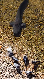 Two catfish are hunting the pigeons #catfish #fishing #underwater #fish #underwaterworld #fishingvideo #giantfish #catfishvspigeon | Underwater World