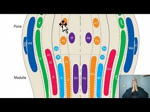 Anatomy of CNS Module in Arabic 2024 (Cranial nerve nuclei, part 1), by Dr. Wahdan.