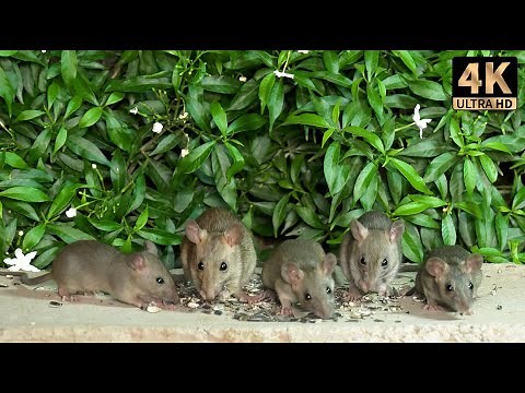 10 Hours Mice Video For Cats To Enjoy - Video for Cats To Watch Mice Fun - Uninterrupted Cat Tv