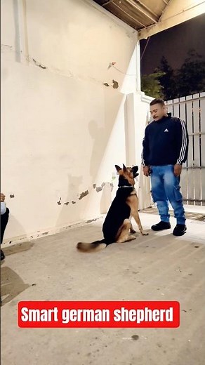 Smart German shepherd Oscar #session #1242 #gsd #shorts