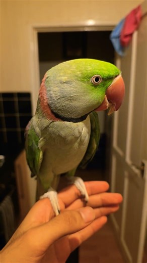 alexandrine parrot doesnt like this at all