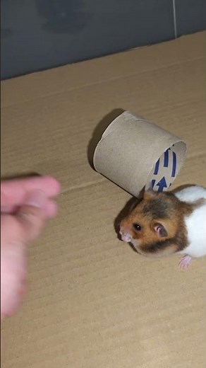 Spam the HAMSTER Tube Training! 🐹