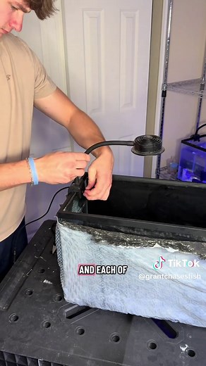 Clownfish Breeding Profits in Saltwater Aquariums