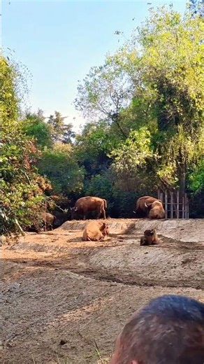 #chapultepec #animals