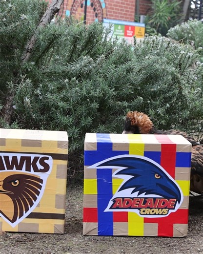 Tonight at Adelaide Oval it’s do-or-die in Semi Final 1 as the Adelaide Football Club take on the Hawthorn Football Club ! Winner goes on to face Geelong next week, while for the loser it’s season over. With the pressure on who to tip, we went with a bird theme and asked one of Adelaide Zoo’s own feathered stars – Buzz the Black-breasted Buzzard – to weigh in. After some very careful deliberation, Buzz threw her support behind… the away team! Buzz is a 20-year-old Black-breasted Buzzard and one 