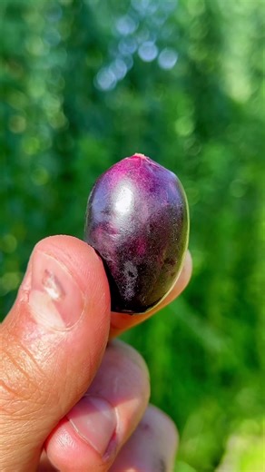 Syzygium Cumini - The Tropical Fruit with Health Benefits