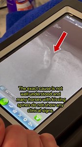 172K views · 9.4K reactions | RIP Flurry  Flurry was surrendered to...