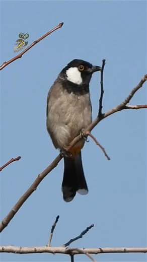 1.2K reactions · 34 shares | #white_eared_bulbul #new #species #lebanon #nature | Chadi Saad Hammana Wilderness | Facebook