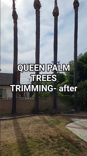 Queen palm trees trimming in Arcadia( after)