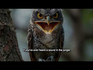 The Mysterious Bird That You Will Probably Never See. The Great Potoo Ghost Bird