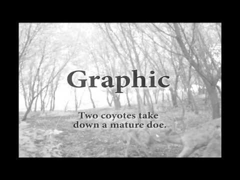 Two Coyotes take down a mature doe kills deer on trail cam