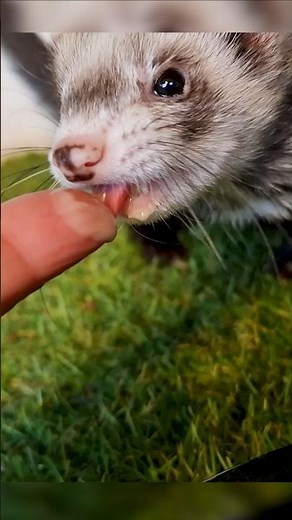 Ferret Refuses Raw Food? You’re Not Alone