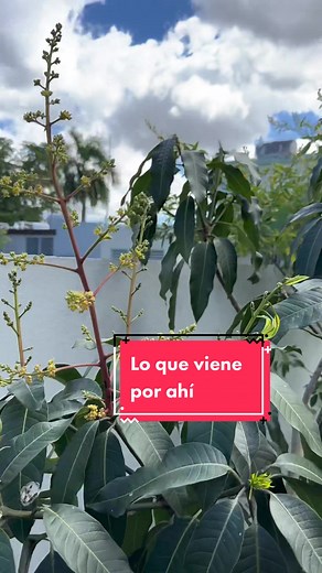 Cosecha y crecimiento en enero: frutas tropicales en Puerto Rico