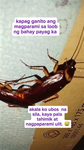 cockroach mating. 🪳 🪳. #ipis #cockroach #valentinesday #insects #subscribe #shortvideo