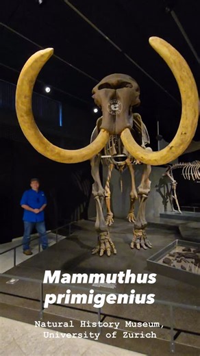 423 reactions · 13 comments | Big Tusks! #Mammuthus primigenius, the...