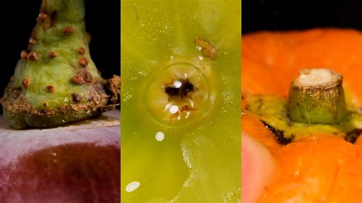 Fruit in extreme macro the hidden textures you have never seen