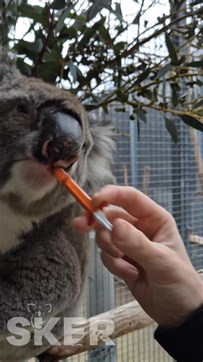 28K views · 3K reactions | Balboa is recovery well from his specialist dental surgery 醴 and of course has become a paracetemol junky . For SKER co-founder's 40th birthday  we are wanting to raise $1000 to help towards his veterinary care . We are over half way to our target , can you help us get the rest of the way? https://www.facebook.com/donate/3918837688426307/?fundraiser_source=messages | Southern Koala and Echidna Rescue Ltd | Facebook