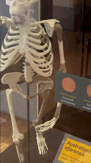 3 Million Year Old Fossil of Lucy at the California Academy of Sciences in San Francisco.#fossil