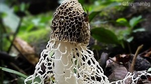 3K views · 38 reactions | True Facts: Stinkhorns By : Zefrank1 | Animals Kira | Facebook