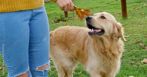 Woman playing with her dog in ranch 4k