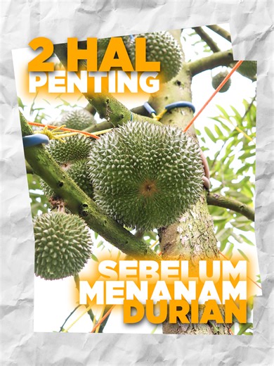2 hal penting sebelum menanam durian, 2 hal ini sangat mempengaruhi pertumbuhan tanaman durian di fase vegetatif maupun generatif #dgwfertilizer #durian #durianlover #petanisukses