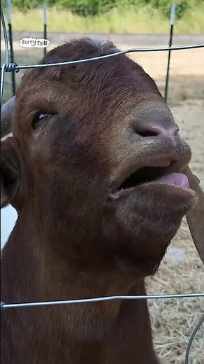 Goat bleats weird noises 🤣 (🎥: ViralHog)
