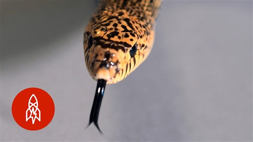 The elusive Louisiana pine snake, a hidden survivor