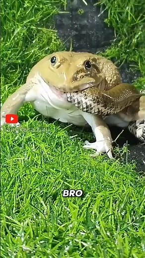 Frog vs. Snake: A Life and Death Race in Nature! #animalfacts #snakes #frogs