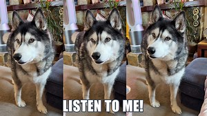 45K views · 3.3K reactions | Key got jealous of me talking on the phone and not paying him the attention he deserves, so he made sure I knew about it! | Keyush the Stunt Dog | Facebook