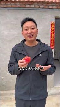 普罗旺斯水果西红柿，小时候的味道，沙瓤多汁，口口爆汁 粉粉沙沙的，做代餐当水果吃或者去炒菜，怎么吃，都好吃#普罗旺斯水果西红柿 #西红柿 #水果 #番茄