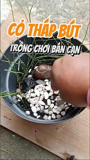 Hướng dẫn chi tiết cách trồng cỏ tháp bút bán cạn để nuôi cá ngoài trời - Nuôi cá dưỡng tâm