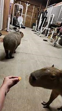 Capybara Training Session
