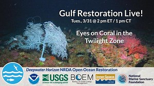 Gulf Restoration Live! Eyes on Coral in the Twilight Zone | NOAA Centers for Coastal Ocean Science