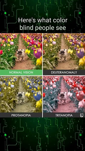 Here's how people with color blindness, or color deficiency, see the w...