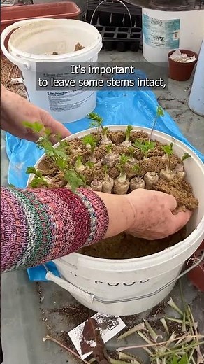 How to Store Parsley Roots for Fresh Leaves All Winter!