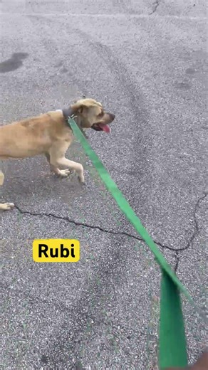 Soon #apbt #puppy #dogs