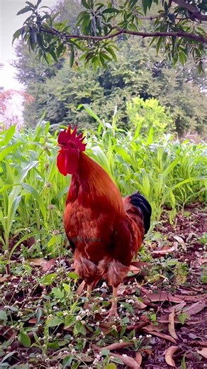 Majestic Rooster Crow at Sunrise 🐓🌅 | Peaceful Countryside Morning #villagelife #rooster