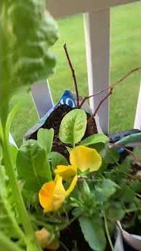 Harvest Swiss Chard for Lunch! #garden #gardening