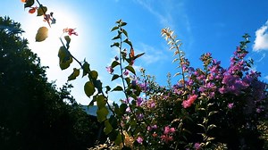 Ball Park Music - Cherub (official video) I think it’s safe to say, that when the nation first went into lockdown in March this year we all examined our living quarters more closely than ever before. Amidst the chaos and suffering of the world, Dean found the opportunity to focus on the little things, and noticed that his garden was absolutely rife with butterflies. After a little research, we discovered that ideal weather conditions in QLD had produced an explosive butterfly migration. With fuc