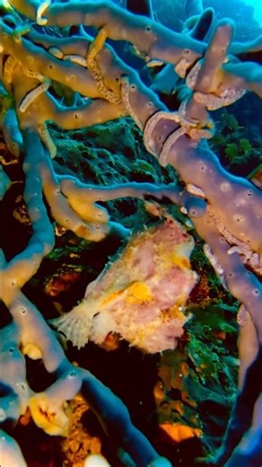 Frog Fish Taking A Step