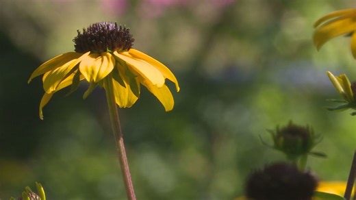 Proctor's Garden: Bumblebee daisies can transform your garden