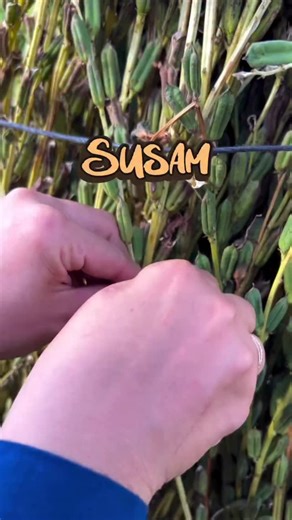 🌾 From Seed to Sesame The Golden Grain of Nature 🌾 This is how sesame is harvested by hand, with patience and respect for the earth. The pods are left to dry under the sun until they gently open, releasing thousands of golden seeds. No machines, no shortcuts only time, care, and tradition. From humble fields to the heart of every kitchen, these tiny seeds bring life to bread, tahini, and desserts loved around the world. Each grain carries a story of farmers, sunlight, and the rhythm of nature 