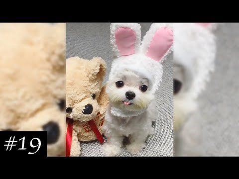 Best Dogs Wearing Hats | Cute & Funny Puppies | 2021 Compilation | Dogs With Hats