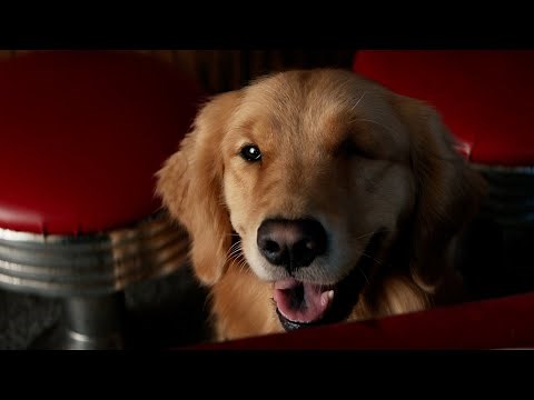 Hawkeye (2021) but it’s only Lucky the Pizza Dog